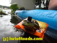 /home//u458753944/public_html/sourcegallery/////////Frogs/Bullfrogs 2016-08 Ontario/P8140143.JPG